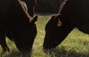 1888 All-Natural 1/4 Cow Bundle
