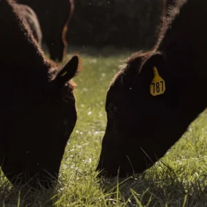 1888 All-Natural 1/4 Cow Bundle