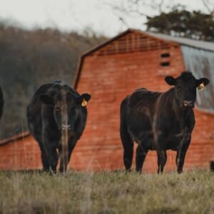 Simpson Farms Grass Fed 1/2 Cow