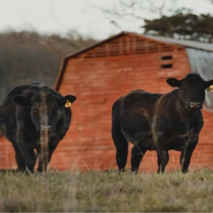 1888 All-Natural 1/2 Cow Bundle