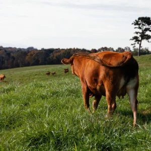 Akaushi Wagyu 1/4 Bundle